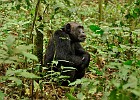 DSC5304  Chimpanzee. Kibale National Forest.