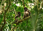 DSC5436  Red Colobus Monkeys. Kibale National Forest.