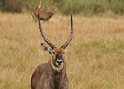 DSC5593  Ugandan Kob. Queen Elizabeth National Park.