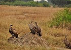 DSC5715  Vultures. Queen Elizabeth National Park.