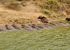 DSC5961  Hippos. Kazinga Channel cruise. Queen Elizabeth National Park.