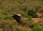 DSC6115  African Fish Eagle. Kazinga Channel cruise. Queen Elizabeth National Park.