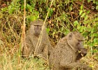 DSC6171  Baboons. Queen Elizabeth National Park.