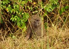 DSC6174  Baboon. Queen Elizabeth National Park.