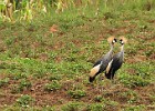 DSC6539  Cranes, Uganda's national bird. Lake Bunyonyi.
