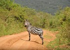 DSC7139  Zebra Crossing. Lake Mburo National Park.