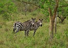 DSC7154  Zebras. Lake Mburo National Park.