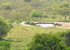 DSC7214  Buffalo, impala and water hogs at water hole - from Mihingo lodge. Lake Mburo National Park.