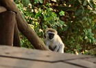 DSC7276  Vervet Monkey paying me a visit on my terrace at Mihingo Lodge. Lake Mburo National Park.