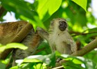 DSC7604  Baby Vervet Monkey in the Botanical Gardens in Entebbe.