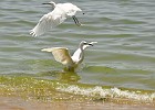 DSC7661  Egrets at the shores of Lake Victoria from Goretti's Pizzeria and Bar, Entebbe.