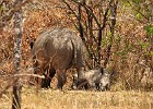 February 22, 2012  We visited the Ziwa Rhino Sanctuary - http://www.rhinofund.org/.