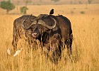 February 23, 2012  Murchison Falls National Park. Cape Buffalo.