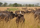 February 24, 2012  Murchison Falls National Park. Cape buffalo have a symbiotic relationship with the birds who provide a 'bug-cleaning service'.