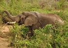 February 28, 2012  Queen Elizabeth National Park - Kazinga Channel boat trip.