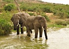 February 28, 2012  Queen Elizabeth National Park - Kazinga Channel boat trip. Yes we did get this close witht the boat.